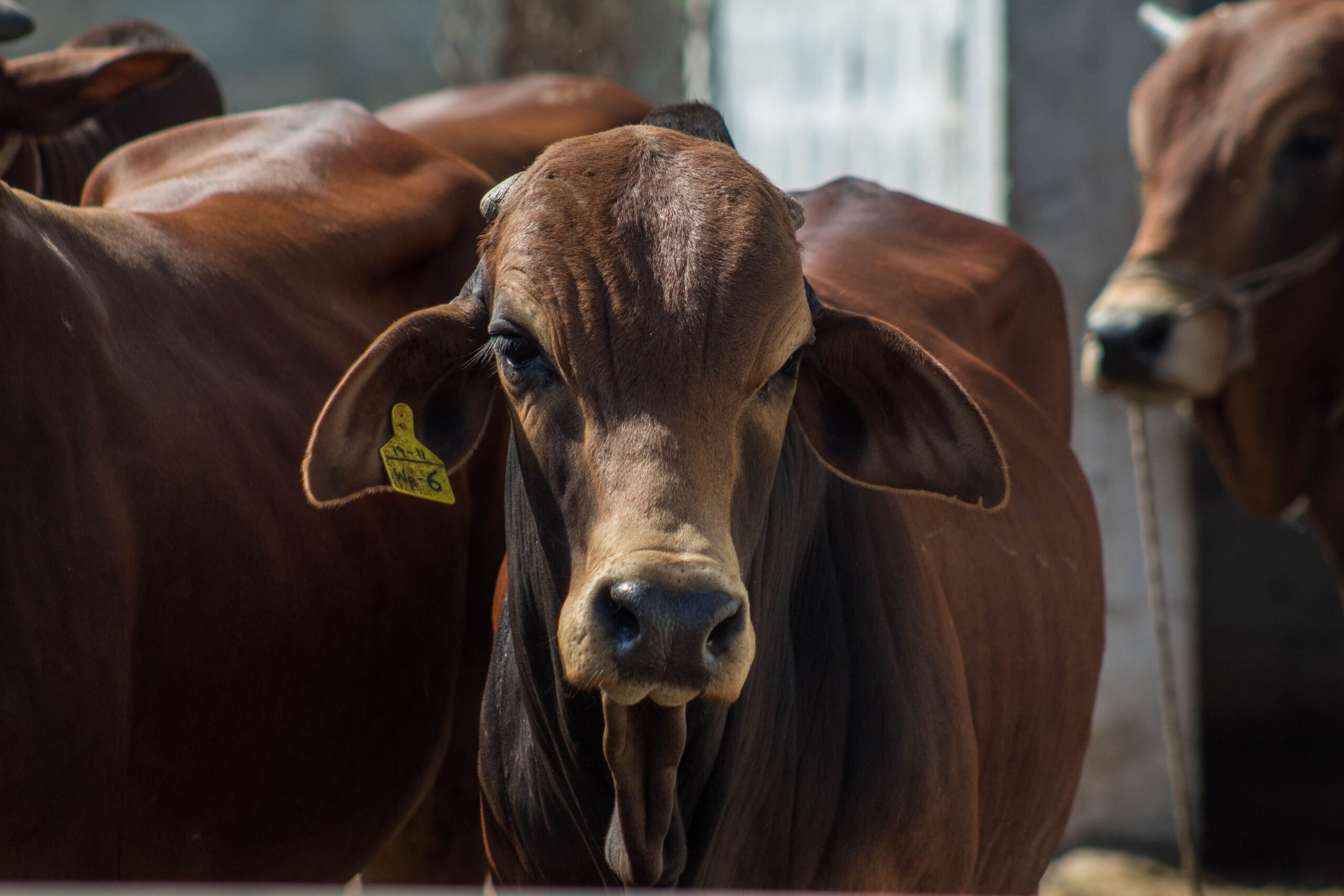 An AI recognition system for identifying cattle